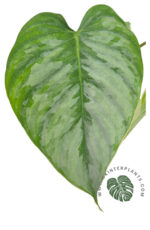 Philodendron Sodiroi - Image 2