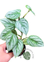 Philodendron Sodiroi - Image 4