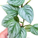 Philodendron Sodiroi