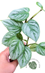 Philodendron Sodiroi