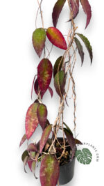 Hoya Caudata Sumatra Size L - Image 2