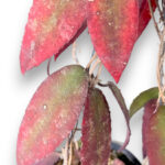 Hoya Caudata Sumatra Size L