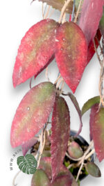 Hoya Caudata Sumatra Size L