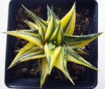 Haworthia limifora Yellow Variegata - Image 2