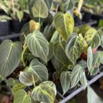 10 Plants Philodendron Melanochrysum Variegated