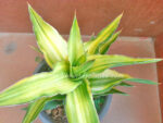 Sansevieria " Aborance Yellow Vareigated " - Image 4