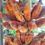 Musa Banana " Black Nam Wa "