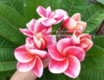 Plumeria " Gled Tam Tim " - Image 2