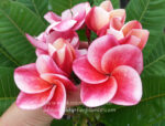 Plumeria " Gled Tam Tim "