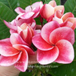 Plumeria " Gled Tam Tim "