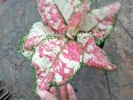 AGLAONEMA " Splash Anyamanee 3 Color " - Image 2
