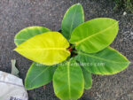 Philodendron Moonlight Leaf - Image 4