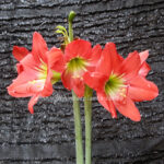 Amaryllidaceae " Red Lion "