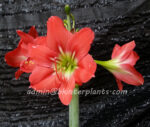 Amaryllidaceae " Red Lion " - Image 2