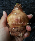 Amaryllidaceae " Red Lion " - Image 3