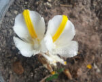 3 Corms " Clurcuma cf. pierreana Gagnep "