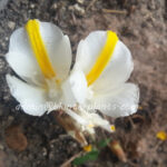 3 Corms " Clurcuma cf. pierreana Gagnep "