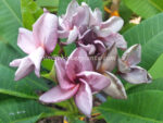 Plumeria " Splash Lover Purple " - Image 3
