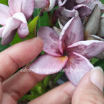 Plumeria " Splash Lover Purple "