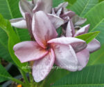 Plumeria " Splash Lover Purple " - Image 2