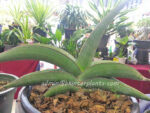 Sansevieria " Banana " - Image 2