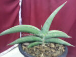 Sansevieria " Banana " - Image 3