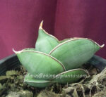 Sansevieria " Banana " - Image 4