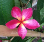 Plumeria " Red Sunshine " - Image 2