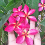 Plumeria " Red Sunshine "