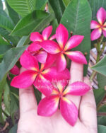 Plumeria " Red Sunshine "