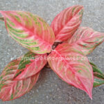 AGLAONEMA " God Rich "