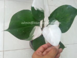 Philodendron White Knight Variegated - Image 2