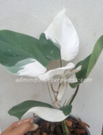 Philodendron White Knight Variegated - Image 3