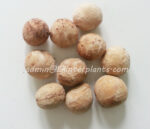 20 Seeds " Cycas siamensis " - Image 2