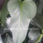 5 Plants Philodendron Silver Swan Leaf