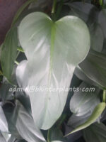5 Plants Philodendron Silver Swan Leaf