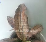 Sansevieria " Copper " - Image 4