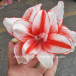 Amaryllidaceae " Double Red Jacky "