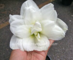 Amaryllidaceae " Double Snowwhite " - Image 2