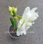 Amaryllidaceae " Double Snowwhite " - Image 3