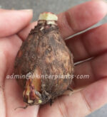 Amaryllidaceae " Double Snowwhite " - Image 4