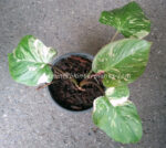 Homalomena wallisii Prakaydow Variegated - Image 2