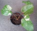 Homalomena wallisii Prakaydow Variegated - Image 3