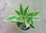 Sansevieria " Spoon " - Image 2