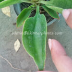 Sansevieria " Spoon "