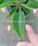 Sansevieria " Spoon "