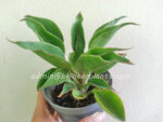 Sansevieria " Spoon " - Image 3