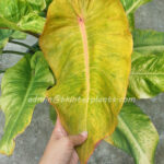 Philodendron Orange Marmalade Variegated