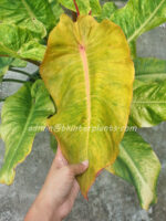 Philodendron Orange Marmalade Variegated