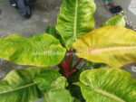 Philodendron Orange Marmalade Variegated - Image 2